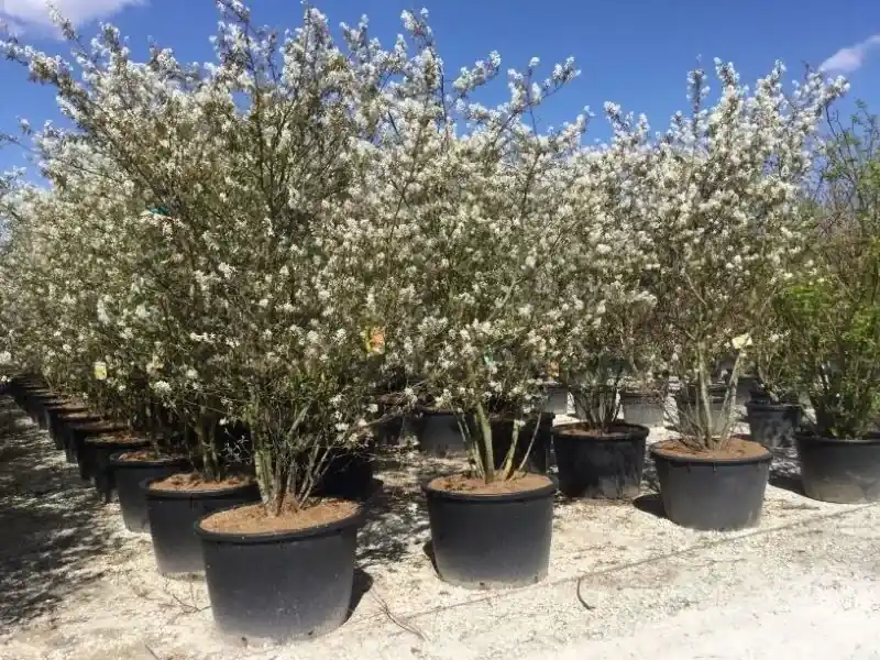 Nieuw | Meerstammige Krentenboom kopen? Amelanchier lamarckii met garantie