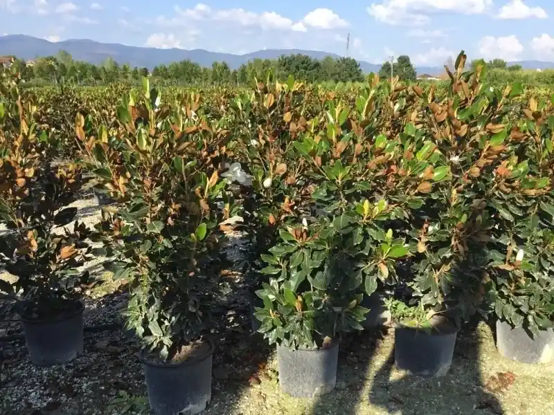 Fabrieksprijs - Groenblijvende Magnolia (Magnolia grandiflora ‘Little Gem‘)