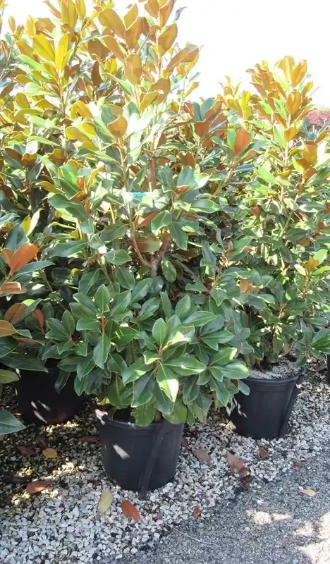 Groenblijvende Magnolia (Magnolia grandiflora ‘Goliath‘) | Scherp geprijsd