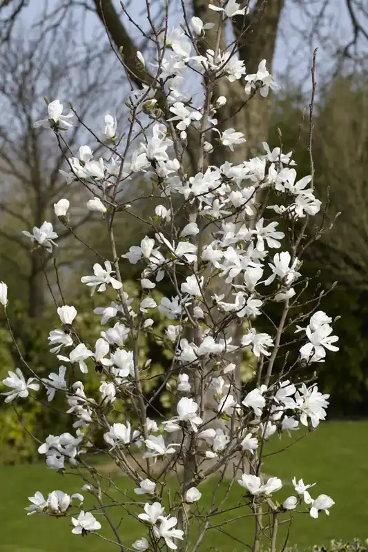Beverboom als struik (Magnolia loebneri ‘Merrill‘) - Koop vandaag