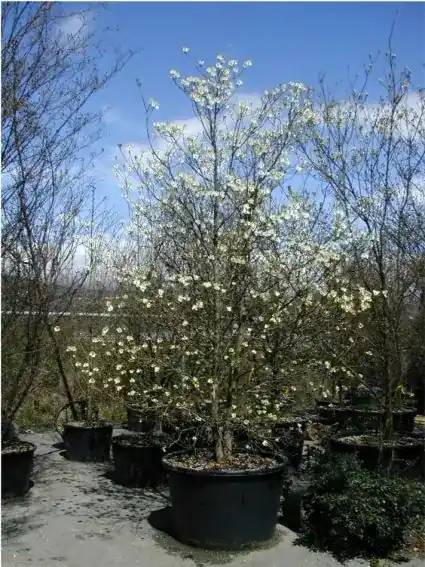 Online kopen - Veelbloemige Kornoelje (Cornus florida ‘Cloud Nine‘)
