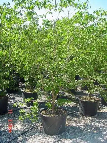 Eenvoudig retourneren - Amerikaanse kornoelje (Cornus florida ‘Cherokee Chief‘)