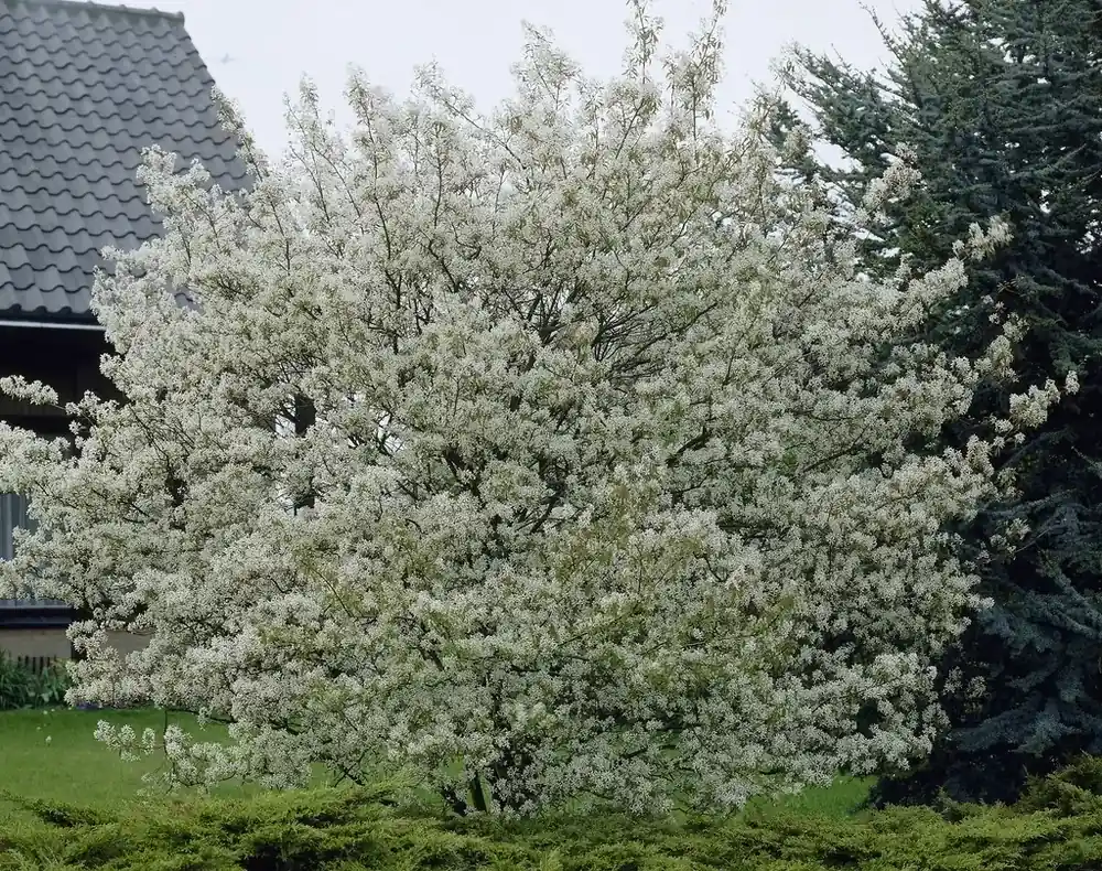 Canadese Krentenboom (Amelanchier canadensis) - Direct bestellen