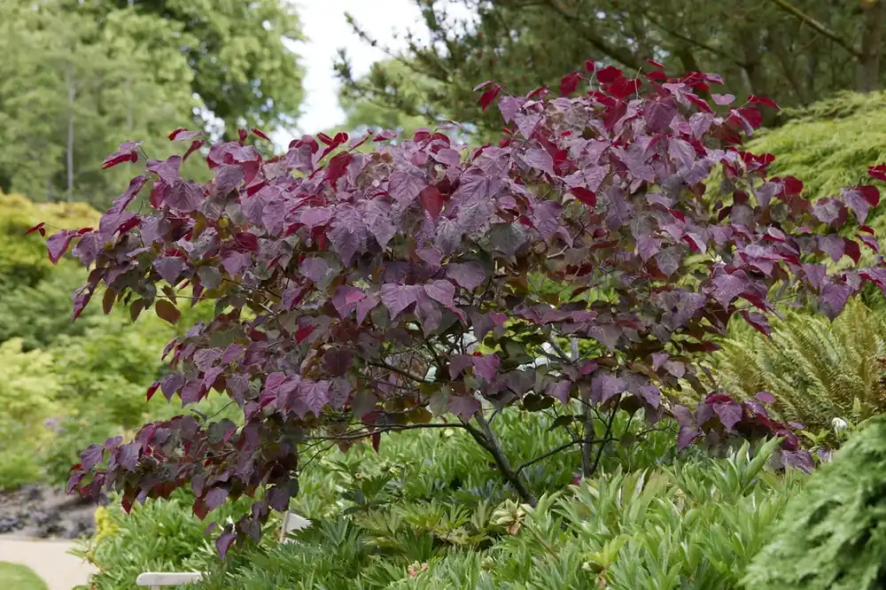 Laatste stuks - Judasboom als struik (Cercis canadensis ‘Forest Pansy‘)