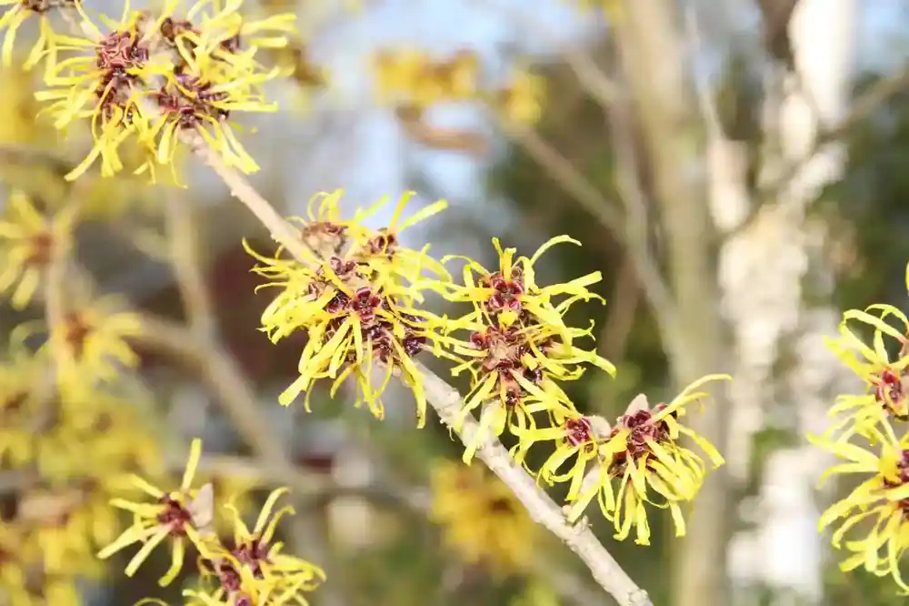 Superprijs | Toverhazelaar (Hamamelis mollis ‘Pallida‘)