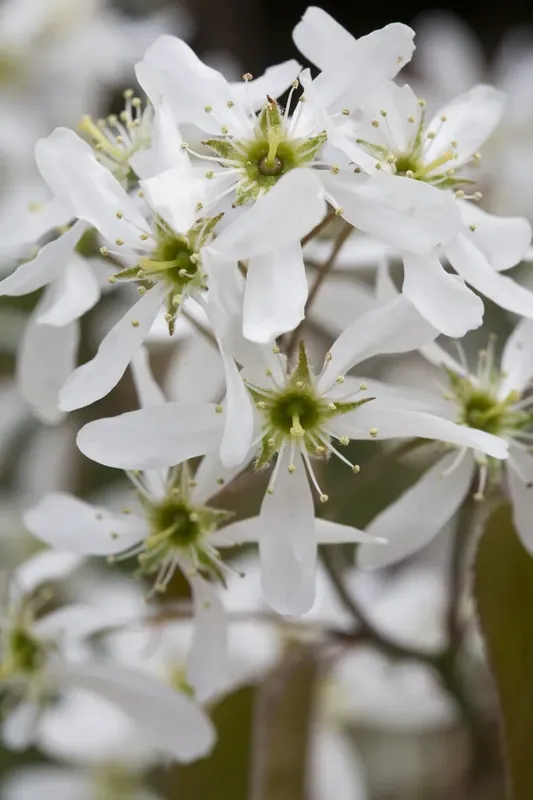Dwerg krentenboompje (Amelanchier spicata) - Op = op