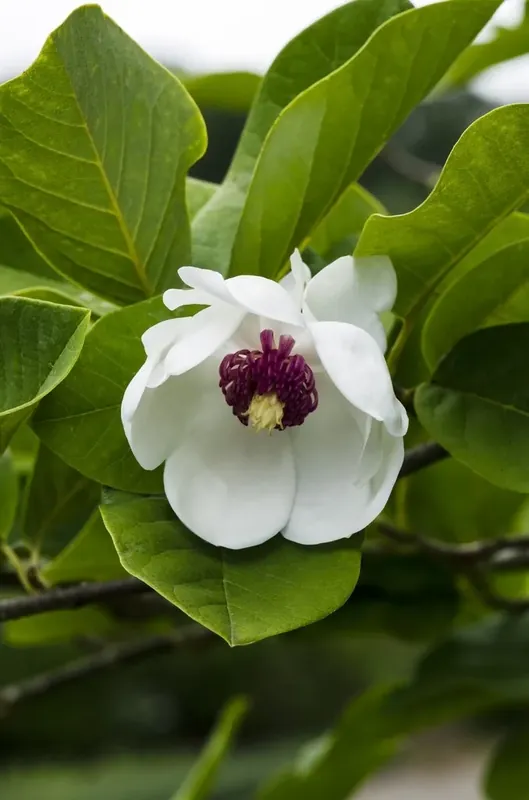 Premium - Beverboom (Magnolia sieboldii)