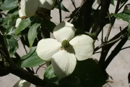 Gratis retourneren - Kornoelje (Cornus kousa chinensis)