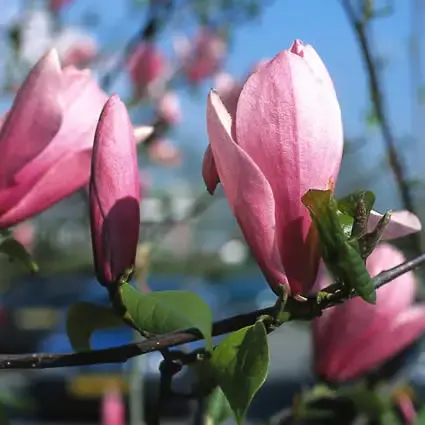 Actieprijs - Beverboom (Magnolia ‘Heaven Scent‘)