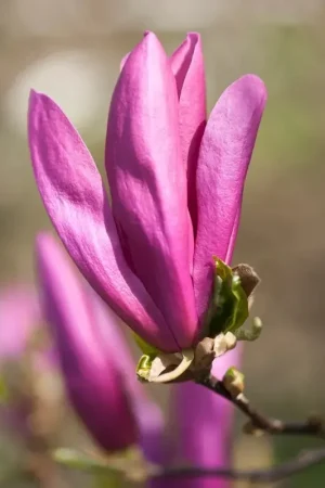 Aanbieding loopt bijna af - Beverboom als struik (Magnolia Susan)