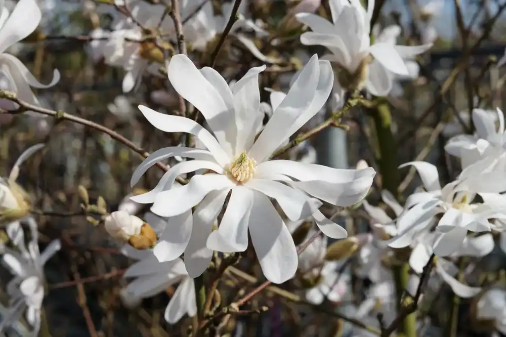 Stermagnolia als struik (Magnolia stellata) - Bestelbaar