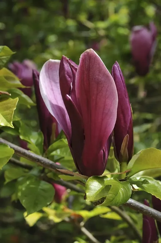 Beverboom (Magnolia liliiflora ‘Nigra‘) - Direct van de fabrikant