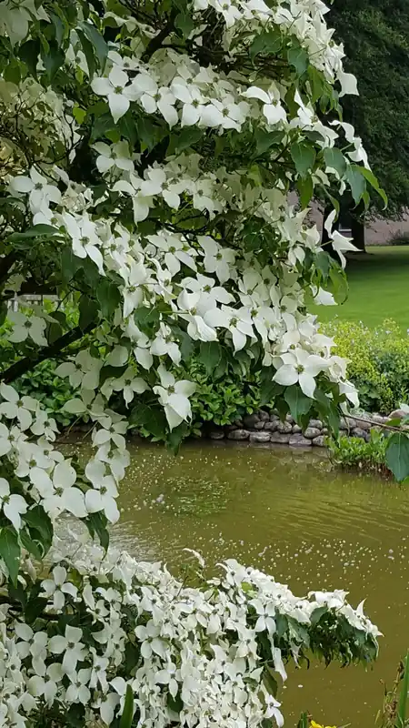 Laatste dagen - Kornoelje (Cornus kousa ‘China Girl‘)