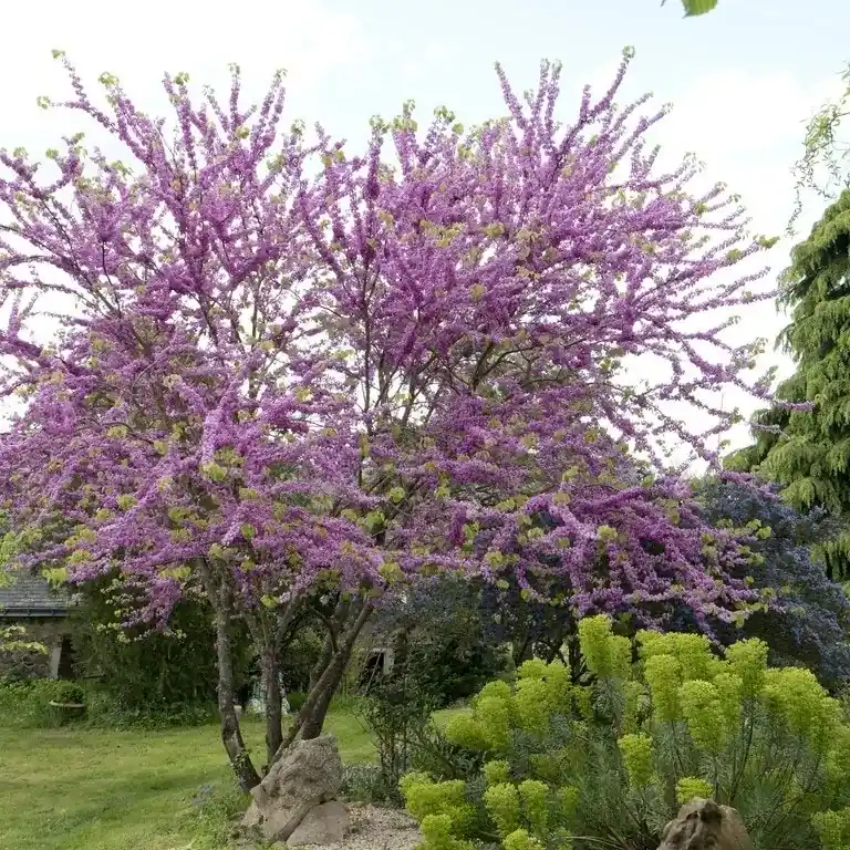 Judasboom als struik (Cercis siliquastrum) - Premium