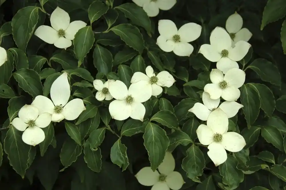 Japanse kornoelje (Cornus kousa) - Professionele kwaliteit
