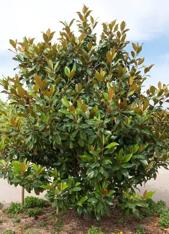 Groenblijvende Magnolia (Magnolia grandiflora ‘Gallissoniere‘) | Nieuw in de shop