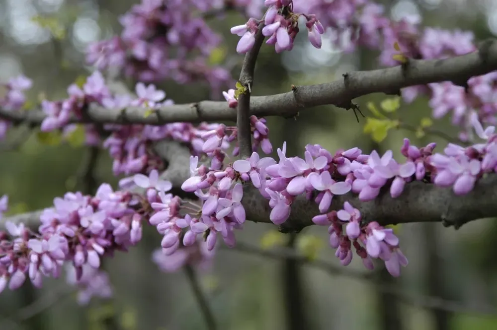 Judasboom (Cercis siliquastrum) | Klantfavoriet