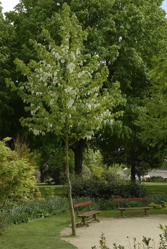 Zakdoekjesboom (Davidia involucrata) | Sale