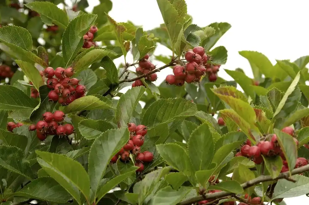 Meidoorn als boom (Crataegus persimilis ‘Splendens‘) | Nu beschikbaar