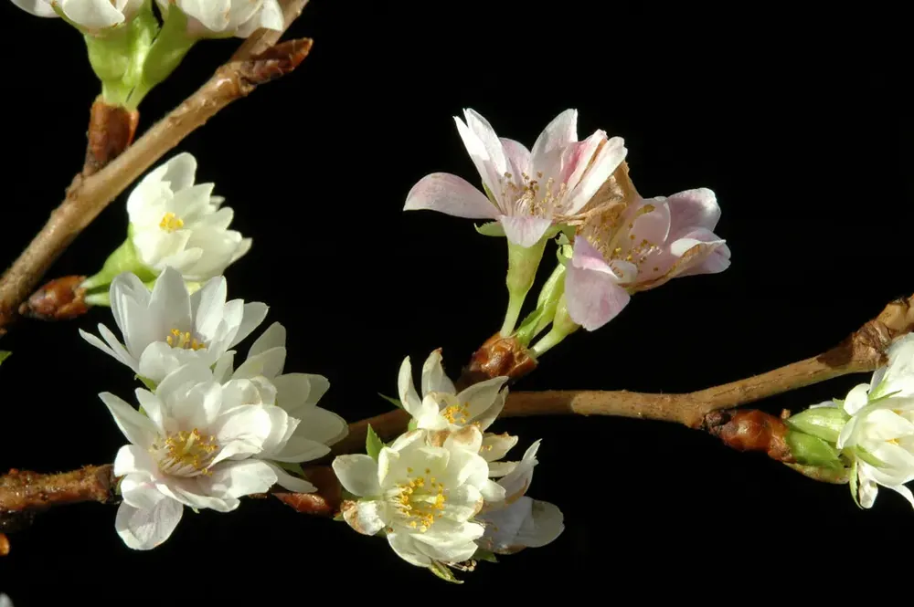 Japanse sierkers (Prunus subhirtella ‘Autumnalis‘) | Direct leverbaar