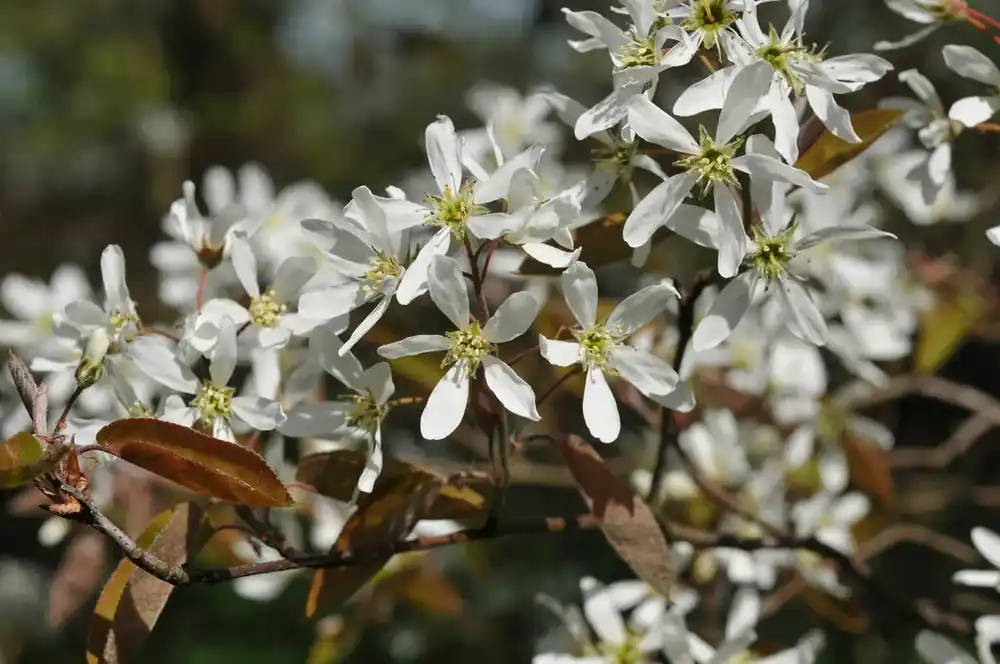 Professionele kwaliteit - Krentenboom (Amelanchier arborea ‘Robin Hill‘)