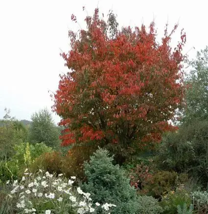 Japanse sierkers (Prunus sargentii) - Prijs verlaagd