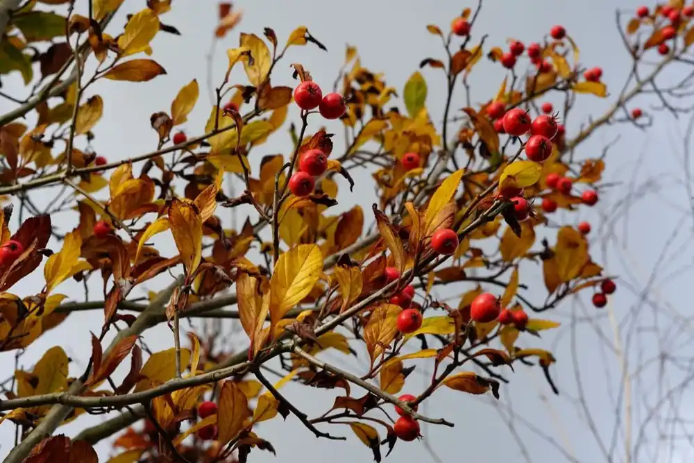 Meidoorn als boom (Crataegus lavallei ‘Carrierei‘) | Online kopen