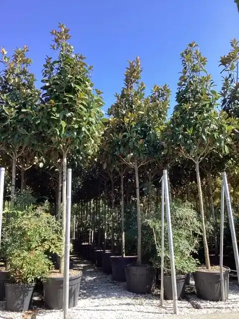 Snelle verzending | Groenblijvende Magnolia als boom (Magnolia grandiflora ‘Gallissoniere‘)