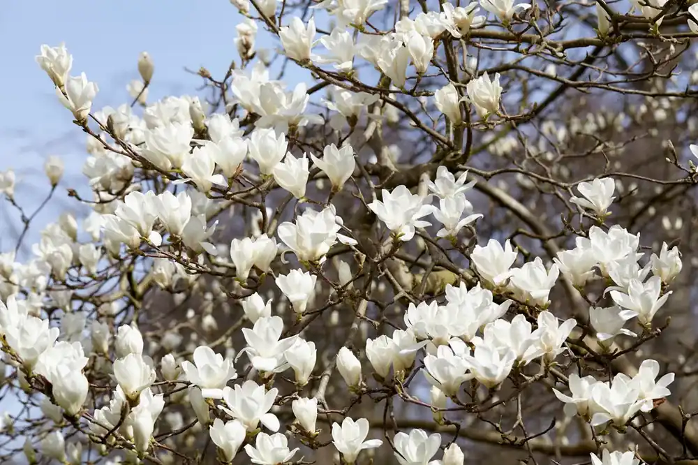 Beverboom (Magnolia kobus) - Net gelanceerd