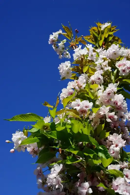 Favoriet van klanten - Japanse sierkers als zuilboom (Prunus serrulata ‘Amanogawa‘)