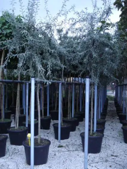 Treursierpeer (Pyrus salicifolia ‘Pendula‘) | Op voorraad