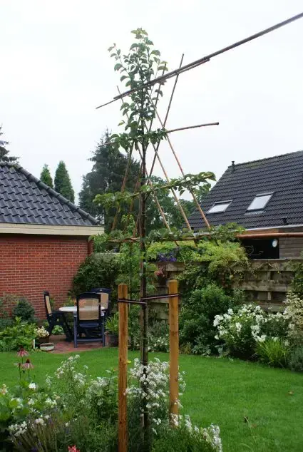 Lage prijs | Leiboom Pyrus Chanticleer online bestellen bij Directplant
