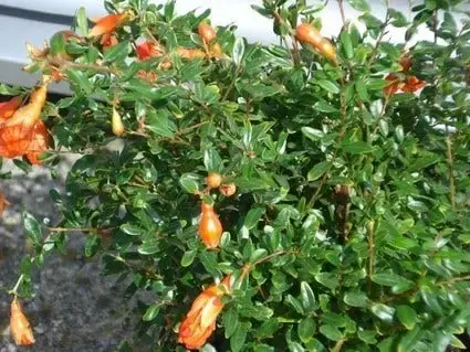 Granaatappel als halfstam(Punica granatum ‘Wonderful‘) | Veilig winkelen