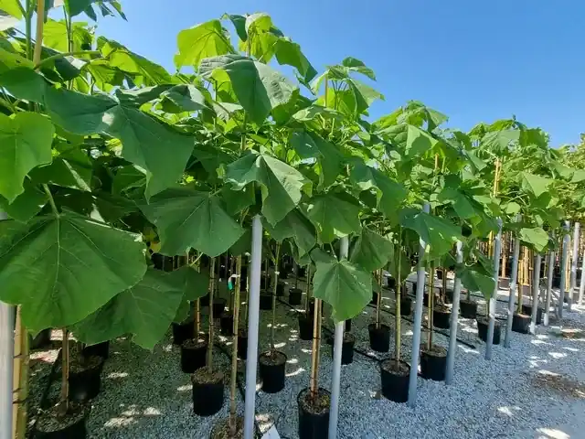 Anna Paulownaboom (Paulownia fortunei ‘Fast blue‘) - Direct beschikbaar