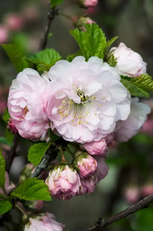Amandelboompje als struik (Prunus triloba) - Laatste stuks