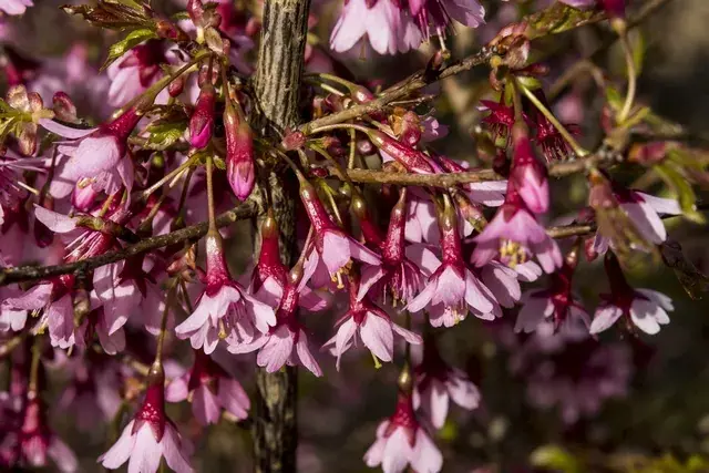 Nieuw in de shop | Japanse Sierkers (Prunus incisa ‘Paean‘)