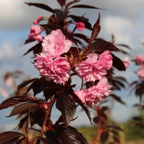 Prijsverlaging - Prunus ‘Royal Burgundy‘ (Japanse sierkers)