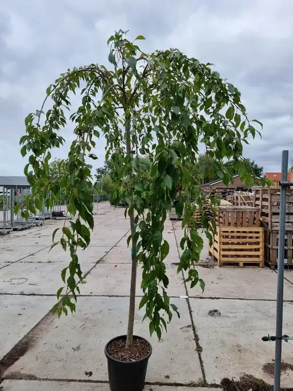 Prunus ‘White Fountain‘ (Japanse sierkers) - Vanaf nu beschikbaar