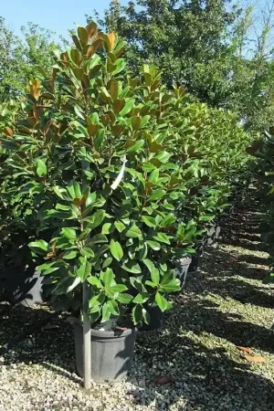 Zuidelijke Magnolia (Magnolia grandiflora ‘Kay Parris‘) | Fabrieksprijs