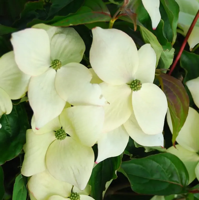 Veel gekozen - Kornoelje (Cornus kousa ‘National‘)