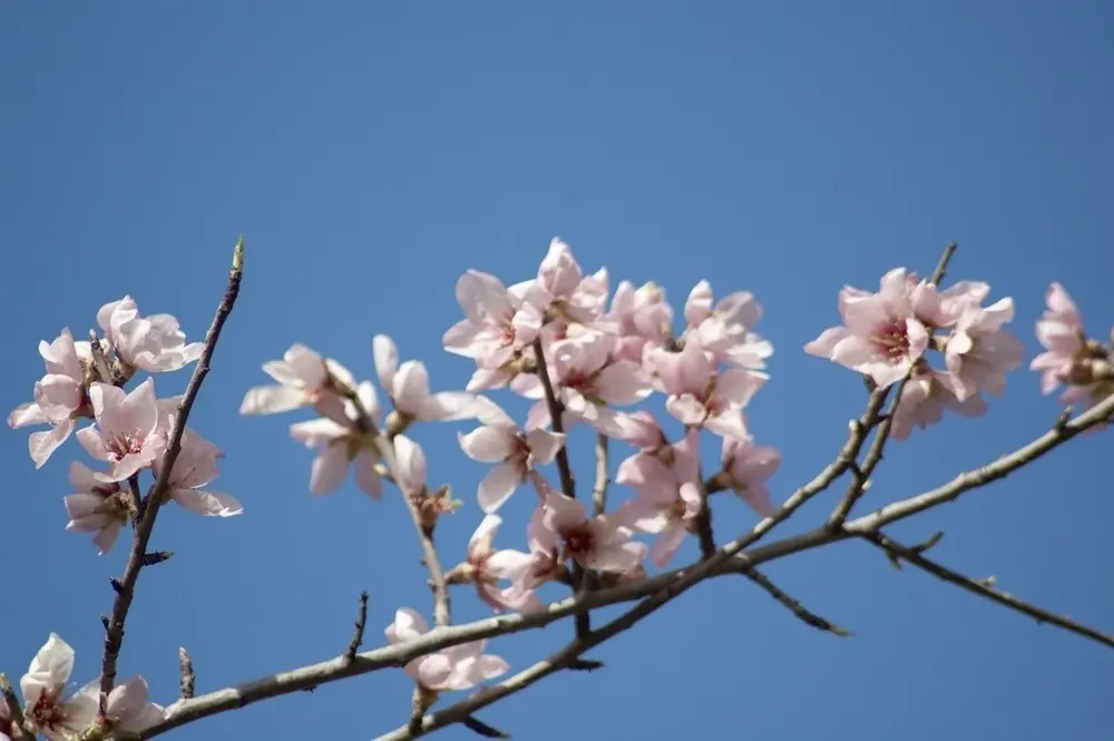 Rechtstreeks uit de fabriek | Amandelboom (Prunus dulcis ‘Robijn‘)