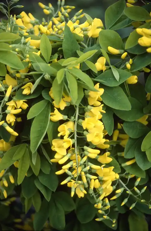Voordeelprijs - Goudenregen als boom (Laburnum anagyroides ‘Yellow rocket‘)