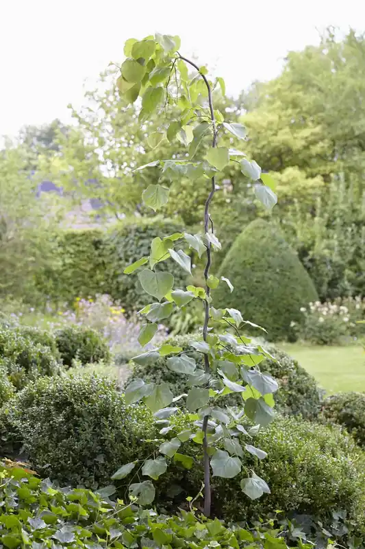 Judasboom (Cercis canadensis ‘Vanille Twist‘) - Koopje
