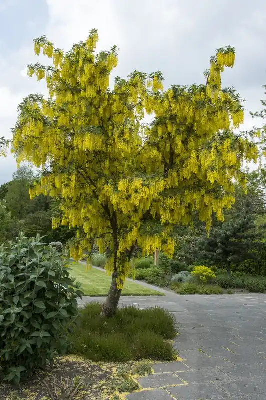 Goudenregen als struik (Laburnum anagyroides) - Vanaf nu beschikbaar