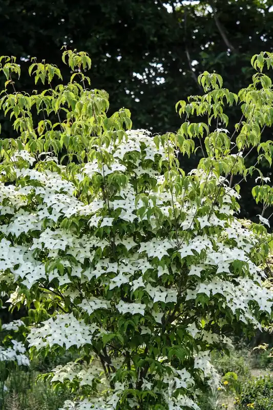 Meerstammige kornoelje (Cornus kousa ‘Milky Way‘) | Online bestelbaar