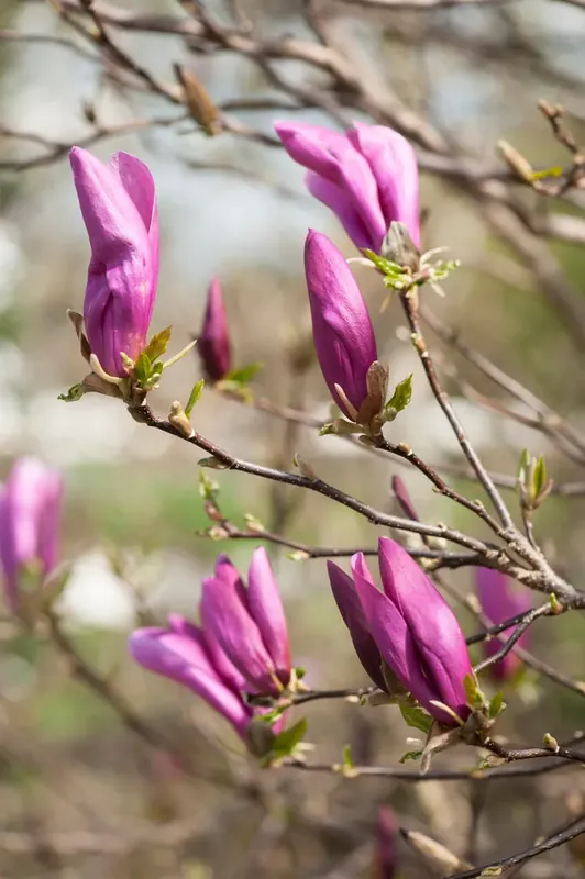 Beverboom (Magnolia ‘Susan‘) - Prijsverlaging