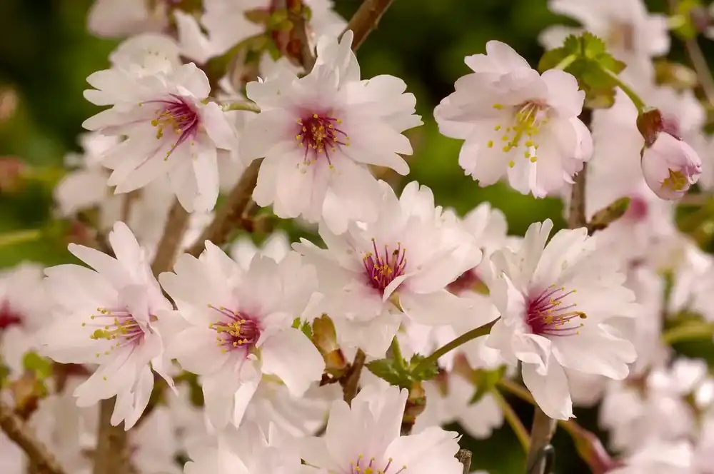 Nu beschikbaar - Japanse Sierkers (Prunus incisa ‘Mikinori’)