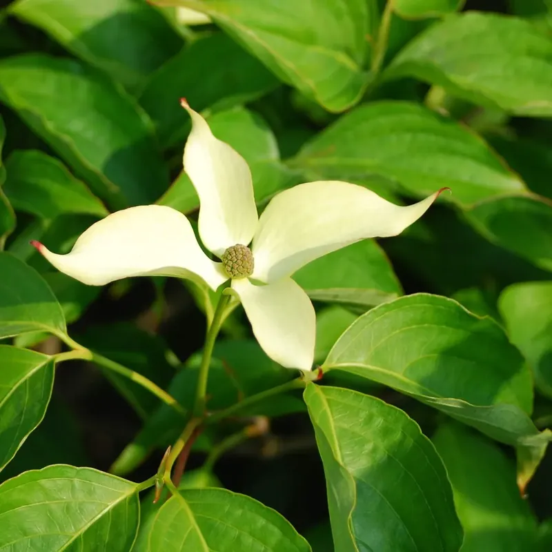 Scherpe prijs - Kornoelje (Cornus kousa ‘Snowflake‘)