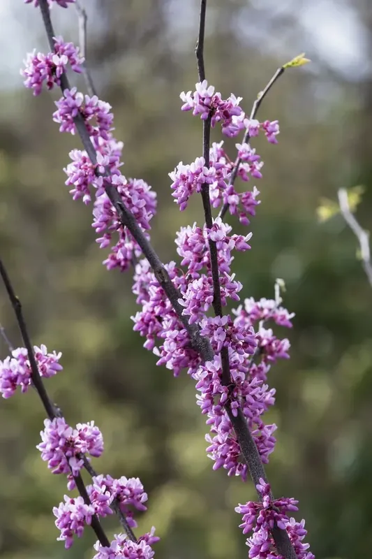 Mis het niet | Judasboom als struik (Cercis canadensis)