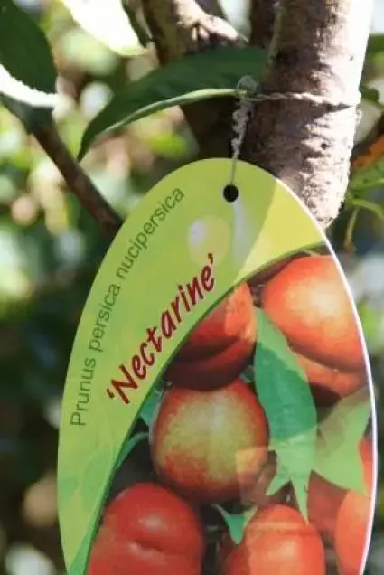 Nectarine (Prunus Persica Nucipersica) - Speciale deal